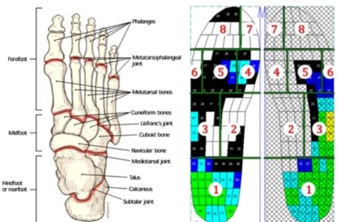 Figure 4. Structure of foot and determination of masks