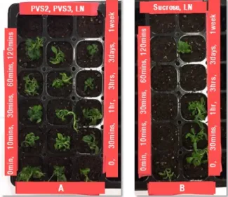 Fig. 8. Growth of germinated plants according to PVS2 and PVS3 cry- cry-oprotectant treatment time.