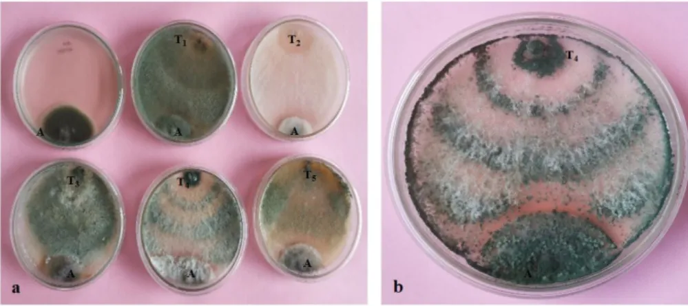 Fig. 2. (a) Antagonistic effects of  Trichoderma  strains against  A.  al-ternata  in dual culture technique