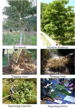 Fig. 1. Growing conditions and harvesting of study trees.