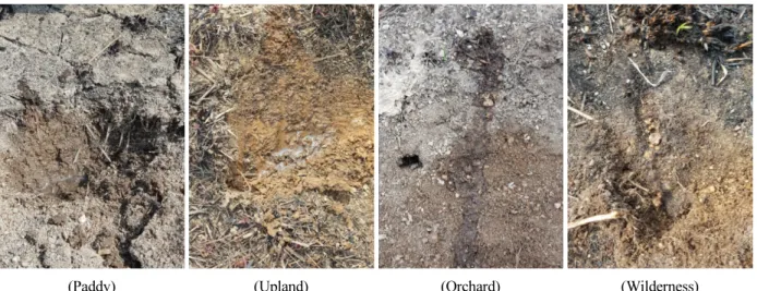 Fig. 1. The burn phenomenon of top soils including ground cover, ash color and depth, soil structure, roots, and soil  water repellency applied by USDA criteria.