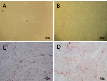 Fig. 1. Morphology and differentiation properties of dental  pulp cells (DPCs). (A) Primary human DPCs derived from  pulp tissue of a supernumerary tooth