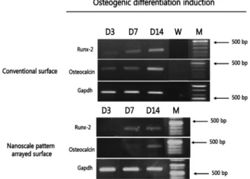 Fig. 4. Osteogenic differentiation of dental pulp cells (DPCs)  cultured on nanoscale ridge/groove pattern arrayed surface