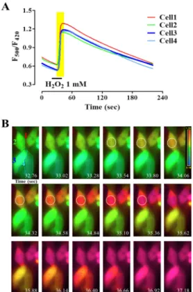 Fig. 2. Fast temporal changes of HyPer responses to added  H 2 O 2  in HEK293 cells. Ratio changes of HyPer by 1 mM H 2 O 2