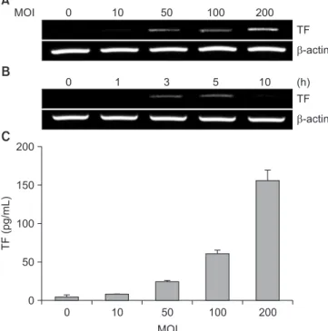 Fig. 1. Dose- and time-dependent tissue factor (TF) expression by Por- Por-phyromonas gingivalis