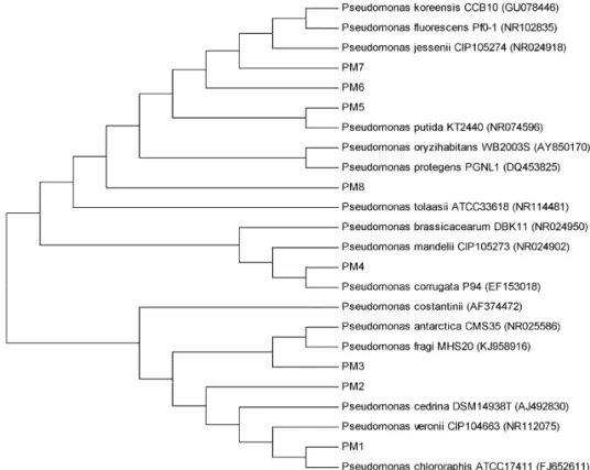 Fig. 1.  Phylogenic tree between isolated PM1 - PM8 and other related Pseudomonas species based on 16S rRNA gene  sequences