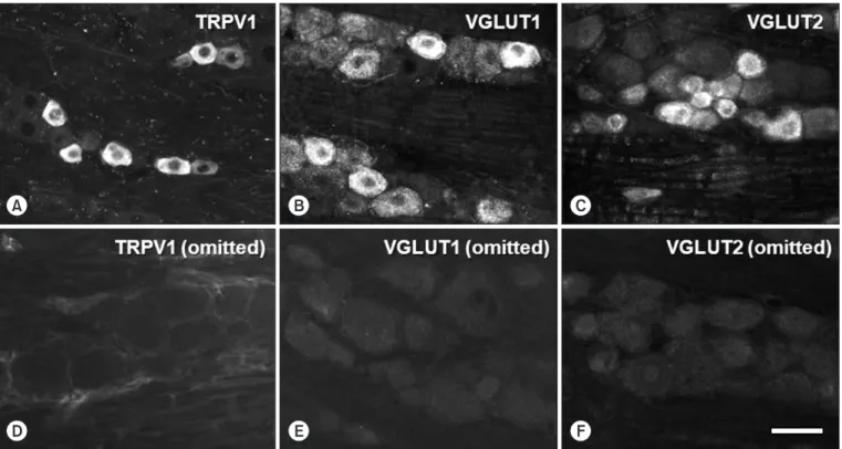 Fig. 1. Light micrographs for TRPV1 (A, D), VGLUT1 (B, E) and VGLUT2 (C, F) in the trigeminal ganglion with immunofluorescence