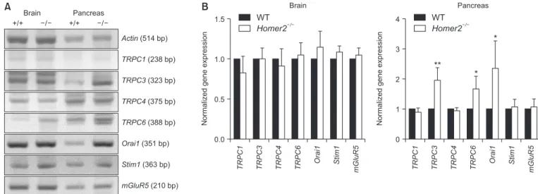 Fig. 1. The expression of Ca 2+  entry mediated channels changes in pancreatic acinar cells from wild-type (WT) and Homer2 –/–  mice (n = 5)
