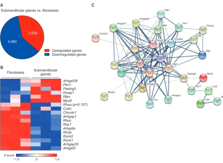 Fig. 1.  Comparison of gene expression between mouse submandibular glands (SMGs) and skin fibroblasts