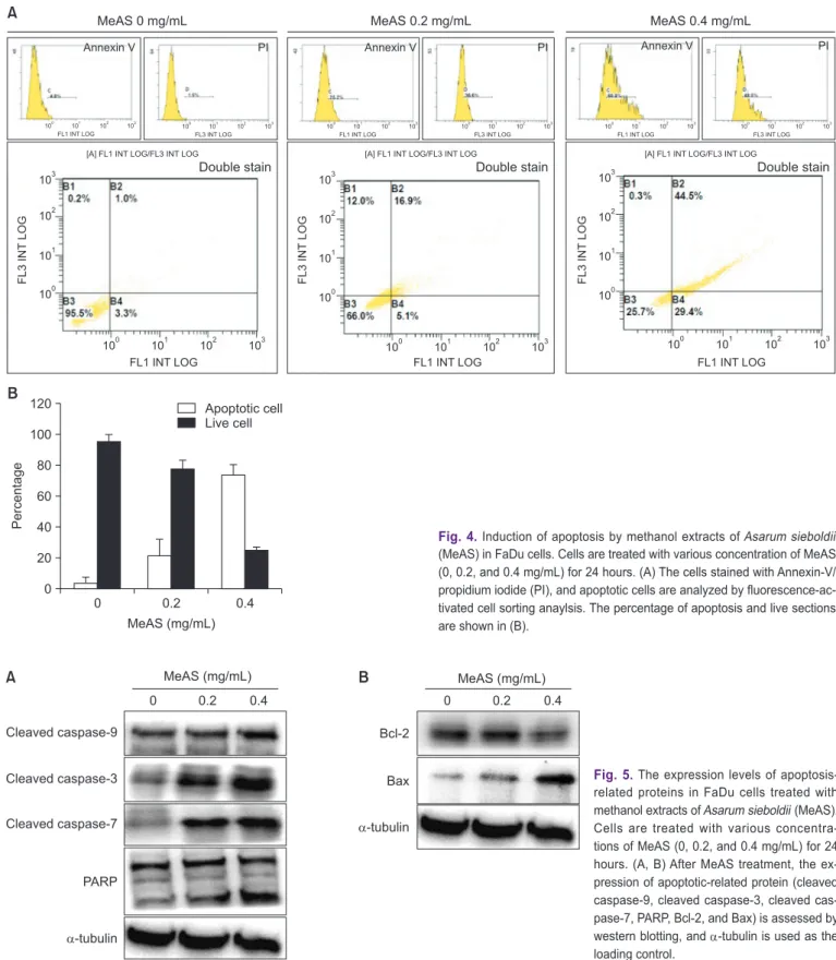 Fig. 5.  The expression levels of apoptosis- apoptosis-related proteins in FaDu cells treated with  methanol extracts of Asarum sieboldii (MeAS)