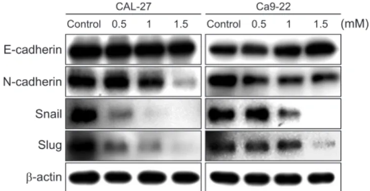 Fig. 4. D-pinitol changed the expression of the epithelial-mesenchymal  transition (EMT)-related markers in the CAL-27 and Ca9-22 cells