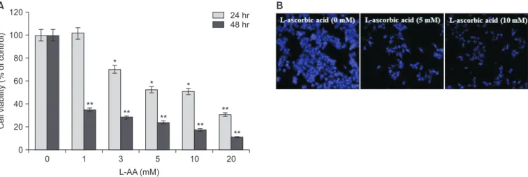 Fig. 1. L-ascorbic acid (L-AA)-induced apoptotic cell death in Hep-2 cells. (A) Cells were incubated with different concentrations of L-AA for 24 hours or 48  hours, and the cell viability was determined via 3-(4,5-dimethylthiazol-2-yl)-2,5-diphenyl tetraz