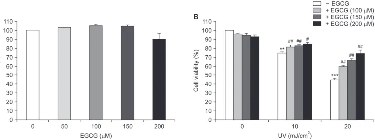 Fig. 1.  Effect of (–)-epigallocatechin-3-gallate (EGCG) on the viability of ultraviolet (UV)-irradiated PC12 cells
