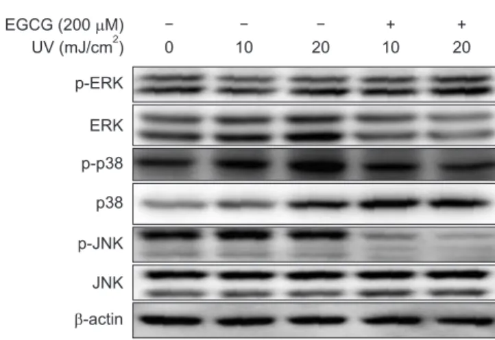 Fig. 6. Effect of (–)-epigallocatechin-3-gallate (EGCG) on mitogen-acti- mitogen-acti-vated protein kinase (MAPK) activation in ultraviolet (UV)-irradiated PC12  cells