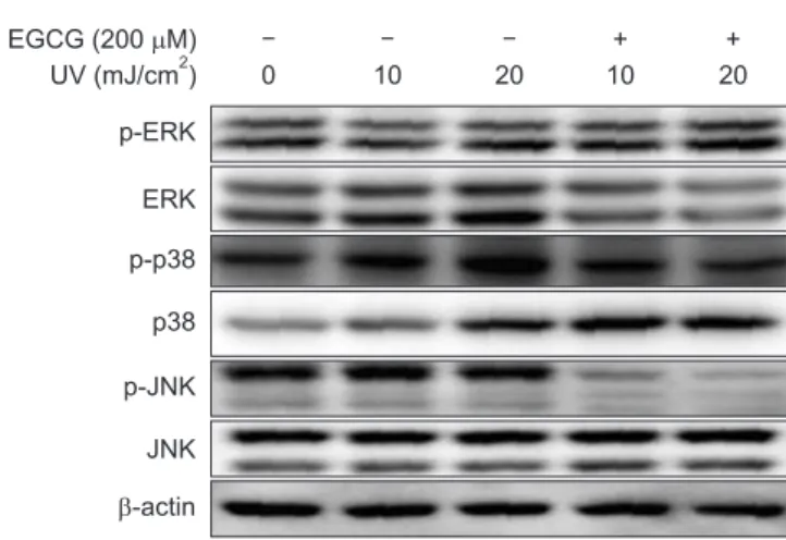 Fig. 6. Effect of (–)-epigallocatechin-3-gallate (EGCG) on mitogen-acti- mitogen-acti-vated protein kinase (MAPK) activation in ultraviolet (UV)-irradiated PC12  cells