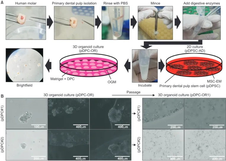 Fig. 1.  Isolation of dental pulp cells (DPCs) for establishing two-dimensional (2D) and three-dimensional (3D) culture