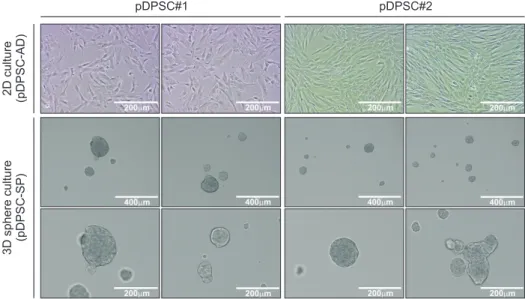 Fig. 2.  Sphere generation from primary dental  pulp stem cells in adherent culture  (pDPSC-AD)