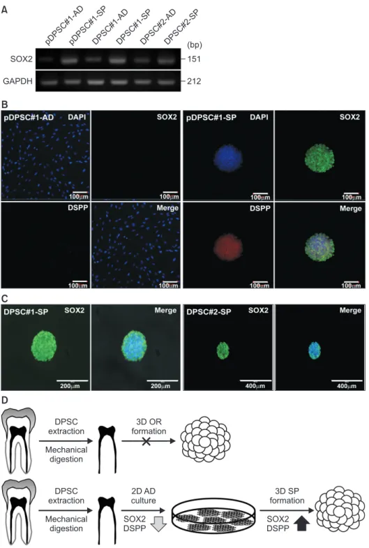 Fig. 4.  Increased  SOX2  expression  in  spheres generated from primary dental pulp  stem cells (pDPSCs) and DPSCs