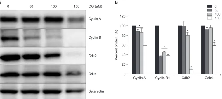 Fig. 2.  The octyl gallate (OG) effects on cell cycle regulators. Cells were treated with various concentrations of OG from 0 to 150 µM for 24 hours