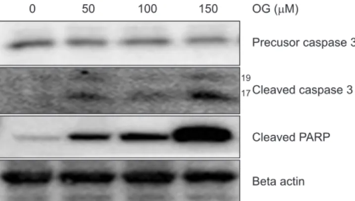 Fig. 4. Octyl gallate (OG) caused DNA damage on FaDu cells. (A) Cells  were treated with various concentrations of OG for 24 hours, and then  proteins were detected by western blotting