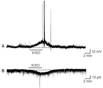 Fig. 1. Effect of xanthine/xanthine oxidase (X/XO) on neuronal excitation  in substantia gelatinosa (SG) neurons of the spinal cord