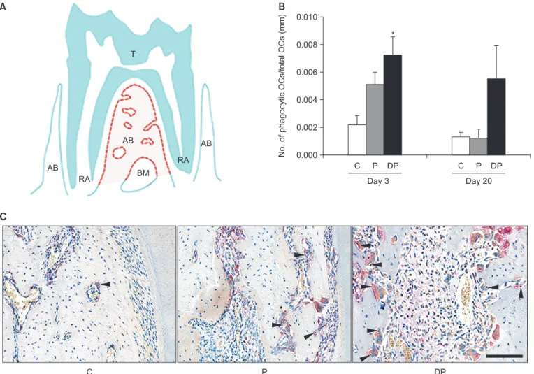 Fig. 1. Tartrate-resistant acid phosphatase (TRAP)-positive multinucleated osteoclasts containing inclusions