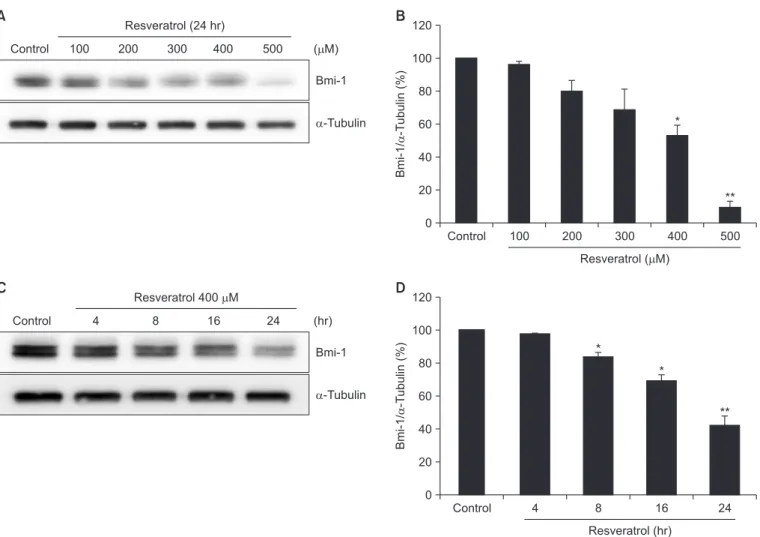 Fig. 3.  Effect of resveratrol on Bmi-1 protein levels. (A, B) YD-10B cells were exposed to different concentration of resveratrol (0–500 μM) for 24 hours