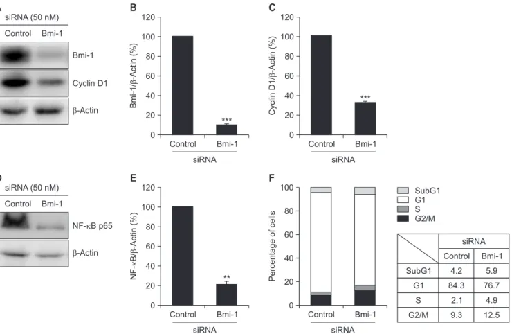 Fig. 4. Effect of Bmi-1 silencing on cell cycle phase distribution. YD-10B cells were transiently transfected with control siRNA or Bmi-1 siRNA for 48 hours