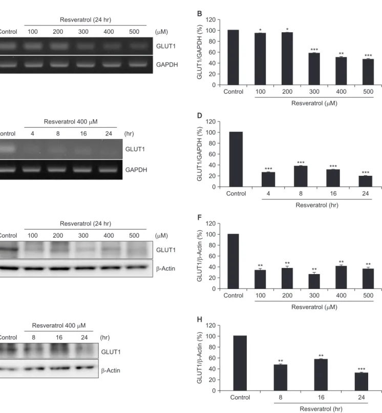 Fig. 6. Effect of resveratrol on GLUT1 expression. (A, B) YD-10B cells were treated with different concentration of resveratrol (0–500 μM) for 24 hours