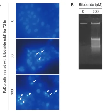 Fig. 3.  Induction of apoptosis by bilobalide in FaDu cells. (A) Changes in  nuclear morphology by bilobalide