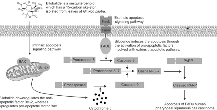 Fig. 5.   Apoptotic signaling pathway induced by bilobalide in FaDu human pharyngeal squamous cell carcinoma.