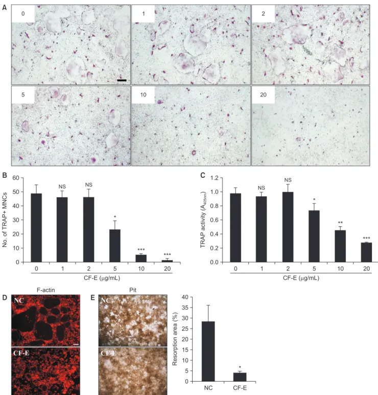 Fig. 2.  Effect of Chaenomelis Fructus ethanol extract (CF-E) on osteoclast differentiation, formation and resorption activity