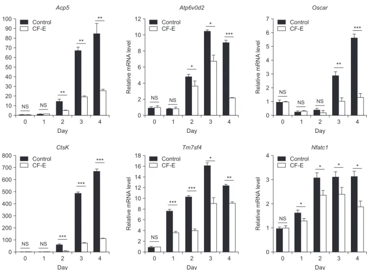 Fig. 3. Effects of Chaenomelis Fructus ethanol extract (CF-E) on the expression of osteoclast differentiation marker genes and transcription factor