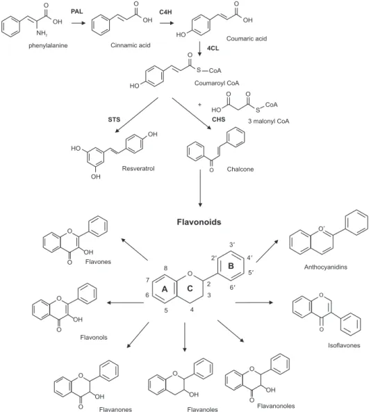 Fig. 2.   Biosynthesis of flavonoids and nonfla- nonfla-vonoids via phenylalanine metabolic pathway  and classification of flavonoids.