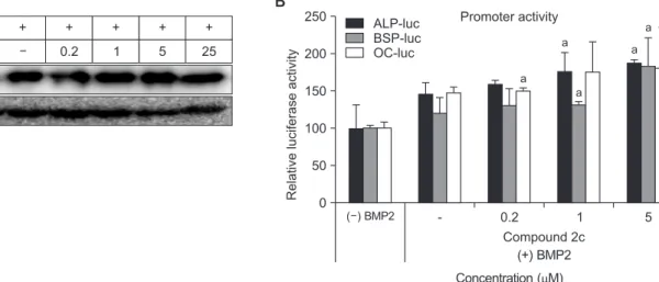 Fig. 3. Effect of compound 2b on gene expression and promotor activity involved in osteoblast differentiation