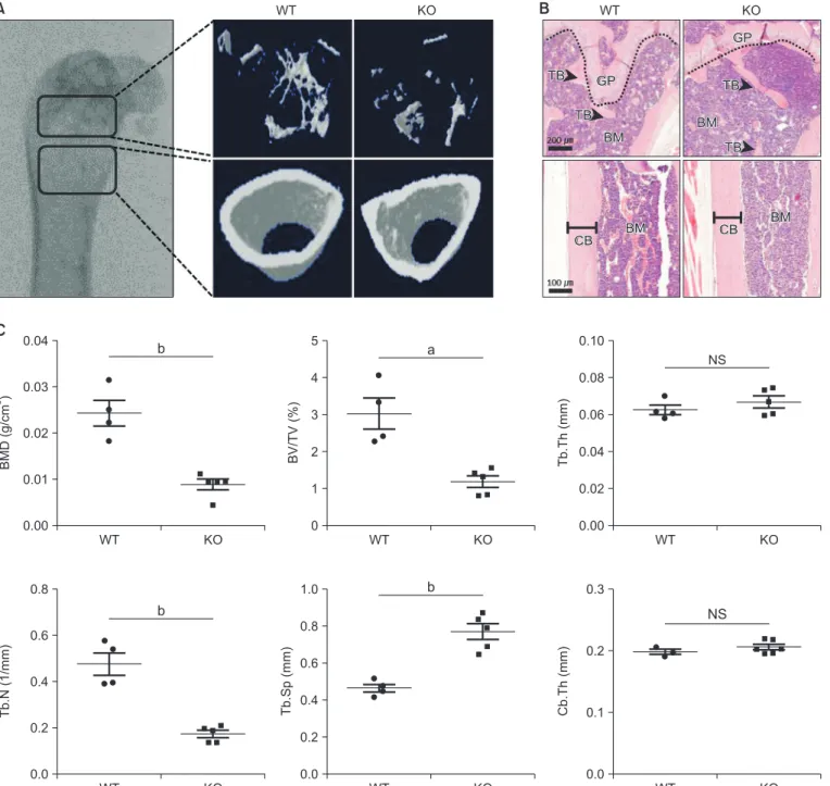 Fig. 3. CCR5 deficiency more decreases trabecular bone mass in the femur of 18 month-old mice