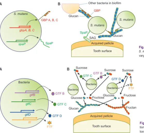 Fig. 2.  Glucan-binding protein (GBP) and SpaP. 