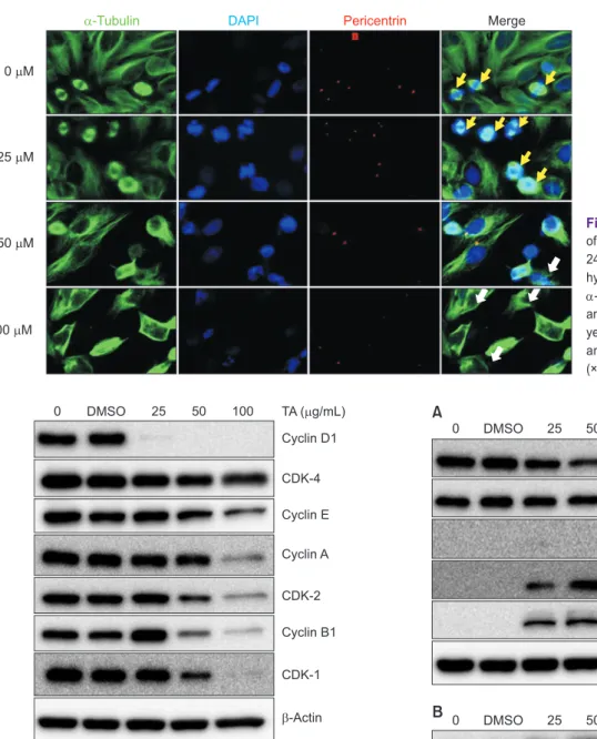 Fig. 3.  Immunofluorescence staining images  of FaDu cells. After tannic acid treatment for  24 hours, cells were fixed with  paraformalde-hyde and stained for the following detection: 