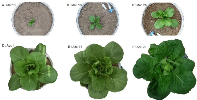 Fig. 5. Kimchi cabbage growth for the experiment period.