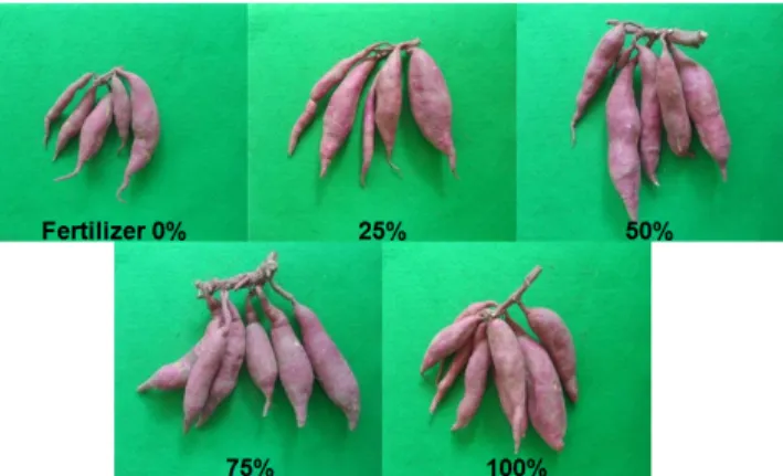 Fig. 1. Regression yield curve of sweet potato according to different application rates of fertilizer recommendation.