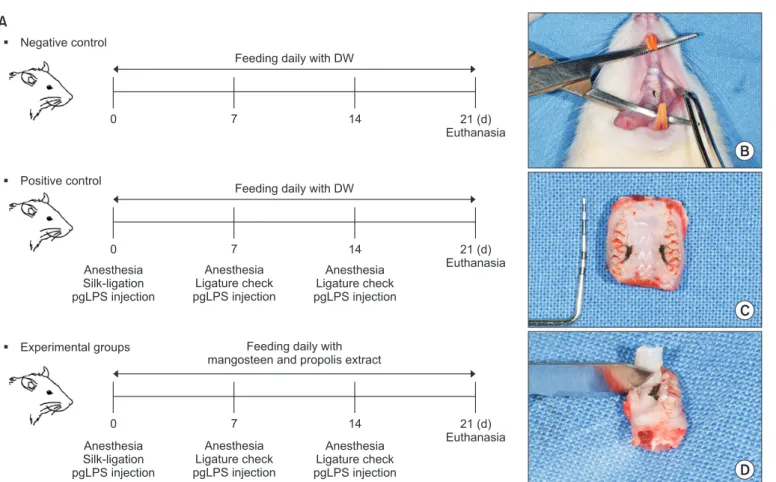 Fig. 1.  Experimental design of silk-ligature induced periodontitis model in rats. (A) Diagram of study