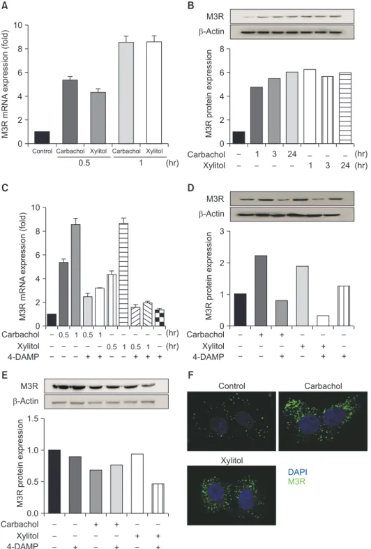 Fig. 2.   Muscarinic type 3 receptor (M3R)  signaling is required for M3R expression and  internalization induced by carbachol and  xylitol