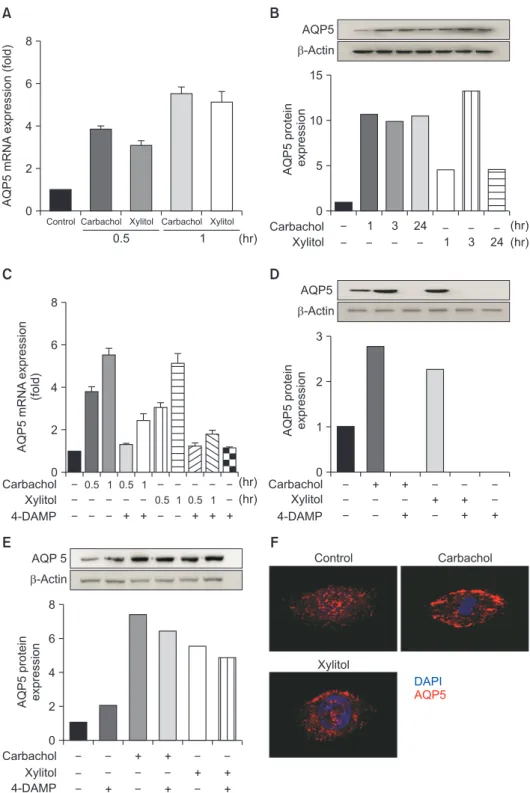 Fig. 3.  Muscarinic type 3 receptor signaling  is required for aquaporin 5 (AQP5)  expres-sion induced by carbachol and xylitol