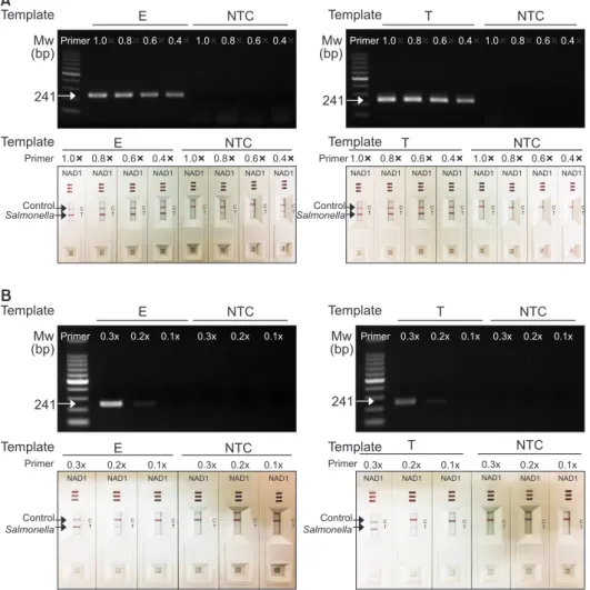 Fig. 1. Optimization of primer concnetra- concnetra-tion of convecconcnetra-tion polymerase chain reacconcnetra-tion  (cPCR) for nucleic acid lateral flow (NALF)  immunoassay using single-line NALF (NAD1)
