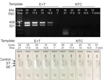 Fig. 4. Optimization of polymerase chain reaction running time of convec- convec-tion polymerase chain reacconvec-tion (cPCR) for nucleic acid lateral flow (NALF)  immunoassay using double-line NALF (NAD2)