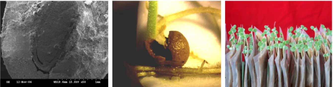 Fig. 1. Images of microscopic transverse section (50 fold magnification) of a sesame seed pelleted with ‘DPA’ material  together with a mixture of PGPR strain Bacillus sp