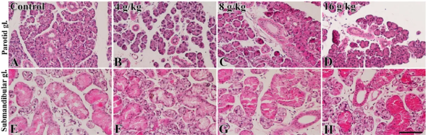 Fig 3. AQP5 immunoreactivity in the parotid glands of the control  (A), 4 g/kg ethanol (B), 8 g/kg ethanol (C) and 16 g/kg ethanol (D)  groups