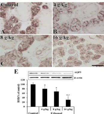 Fig 4. AQP5 immunoreactivity in the submandibular glands of the  control (A), 4g/kg ethanol (B), 8 g/kg ethanol (C) and 16 g/kg  ethanol (D) groups