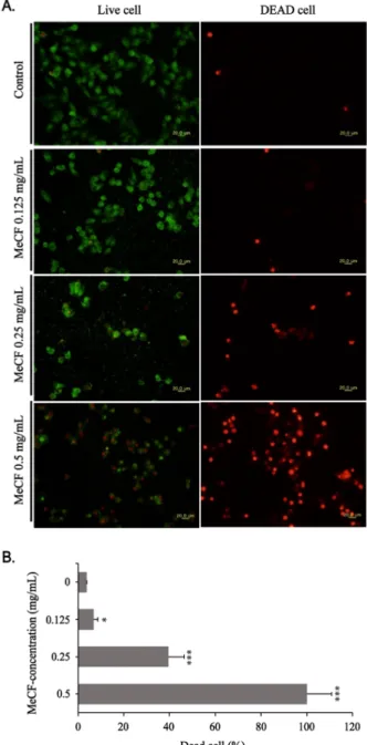 Figure 2. Effect of MeCF(methanol extracts of Codium fragile)  on  viability  of  FaDu  cells  by  Live  &amp;  Dead  assay