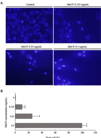 Figure 3. Changes in nuclear morphology by MeCF(methanol  extracts of Codium fragile) in FaDu cells